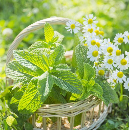 薄荷味女生是什么意思，一个男生说女生像薄荷味代表什么