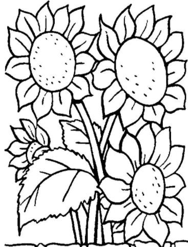 简笔画向日葵画法图片,一大片向日葵的简笔画