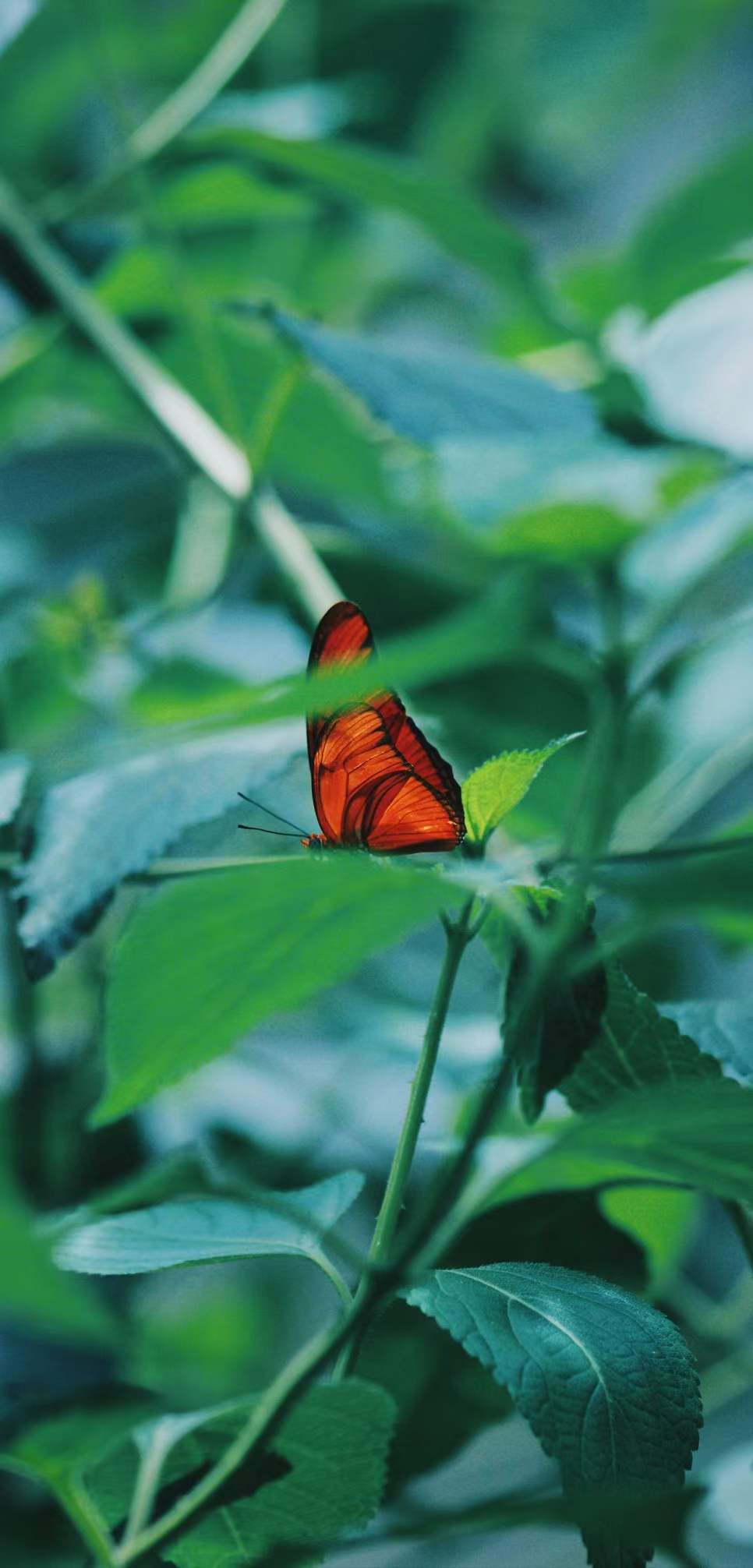 清晨自然唯美养眼美图117