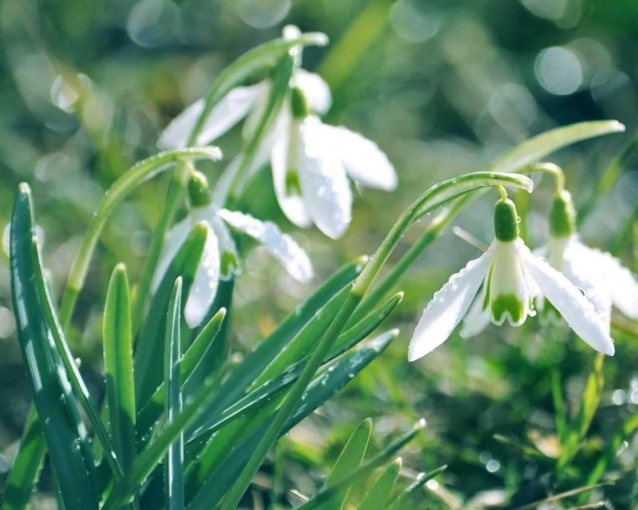 清晨自然美图,清新绿色自然唯美养眼图片