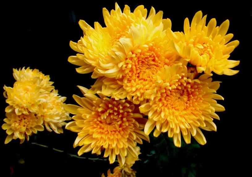 为什么越来越多人喜欢菊花,为什么现在野生的菊花越来越少了