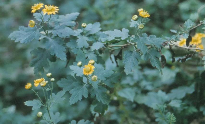为什么越来越多人喜欢菊花,为什么现在野生的菊花越来越少了