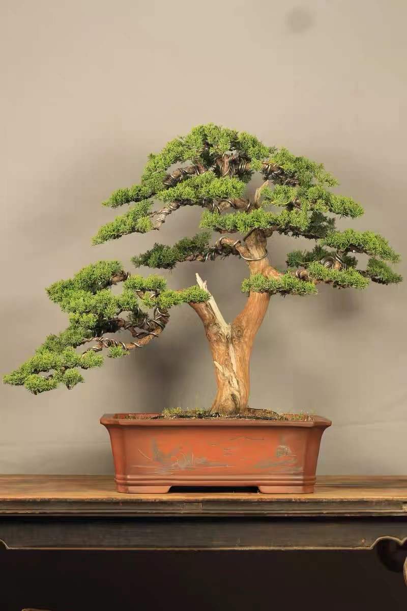 根艺盆景图片大全欣赏