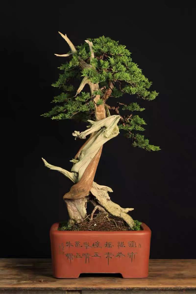 根艺盆景图片大全欣赏