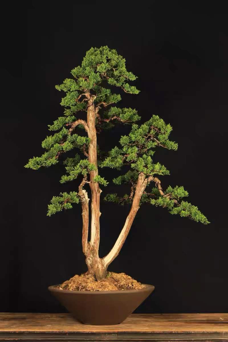 根艺盆景图片大全欣赏