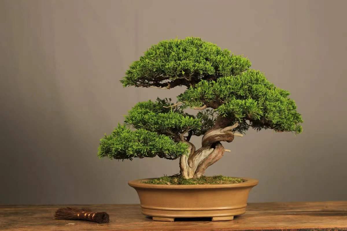 根艺盆景图片大全欣赏