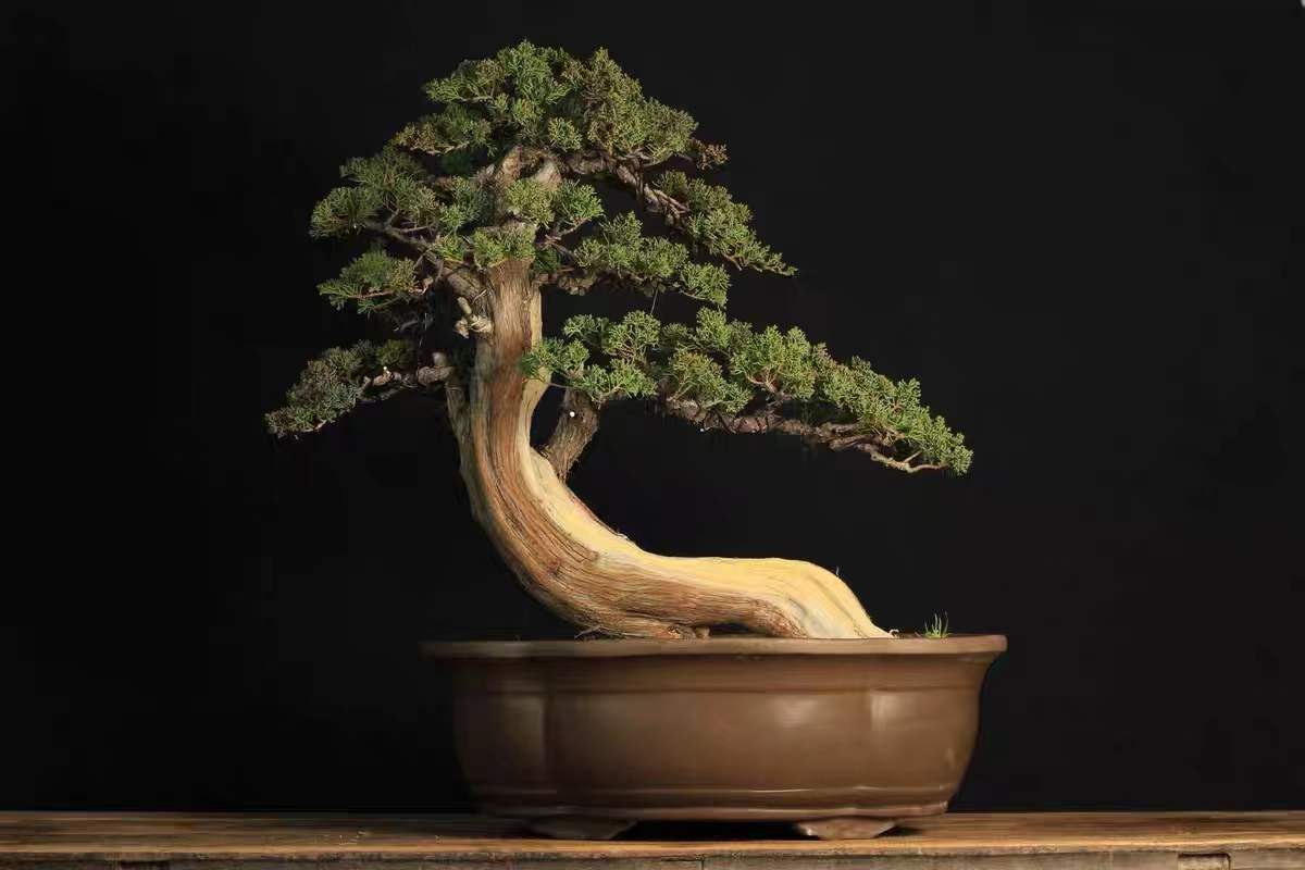 根艺盆景图片大全欣赏