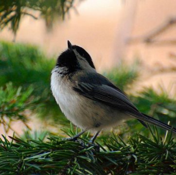 做事没底气该怎么调整,为什么做事没底气容易暴躁