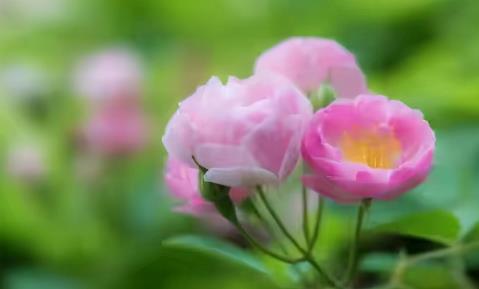 老年夫妻情人节礼物,60岁女性还需要爱情吗