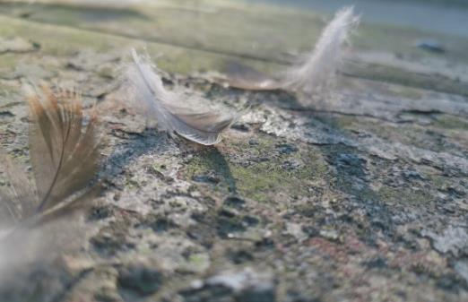 一地鸡毛唯美图片配图