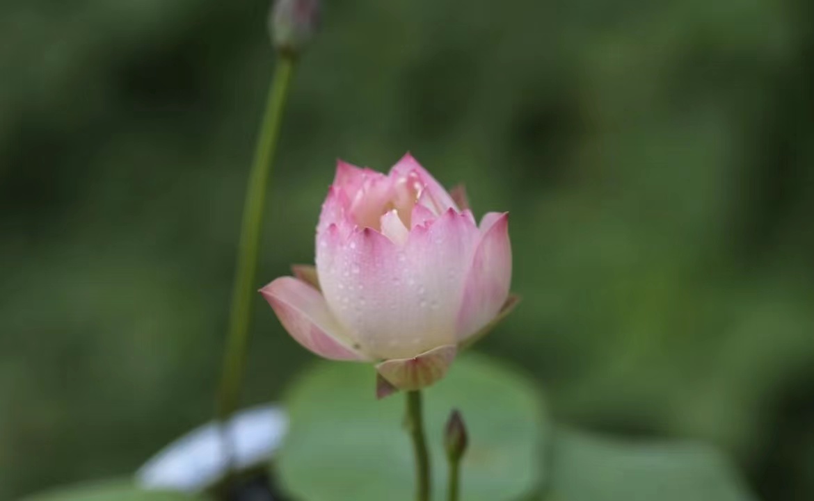 含苞欲放的花图片，含苞欲放的花朵唯美图片