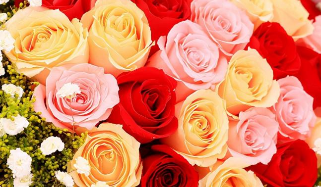 送情人的花送几朵最好,送什么花给女方都有什么寓意