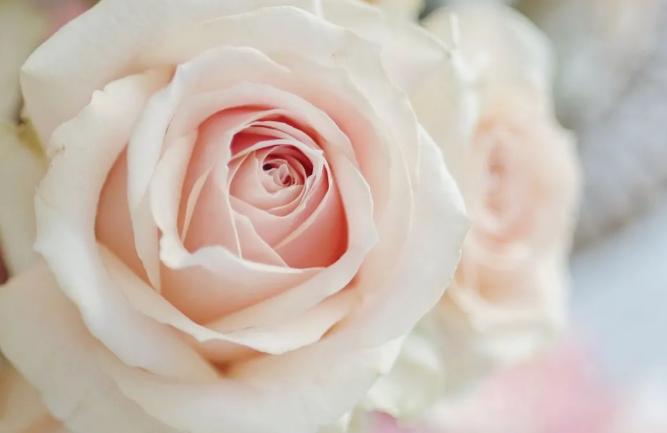 送情人的花送几朵最好,送什么花给女方都有什么寓意