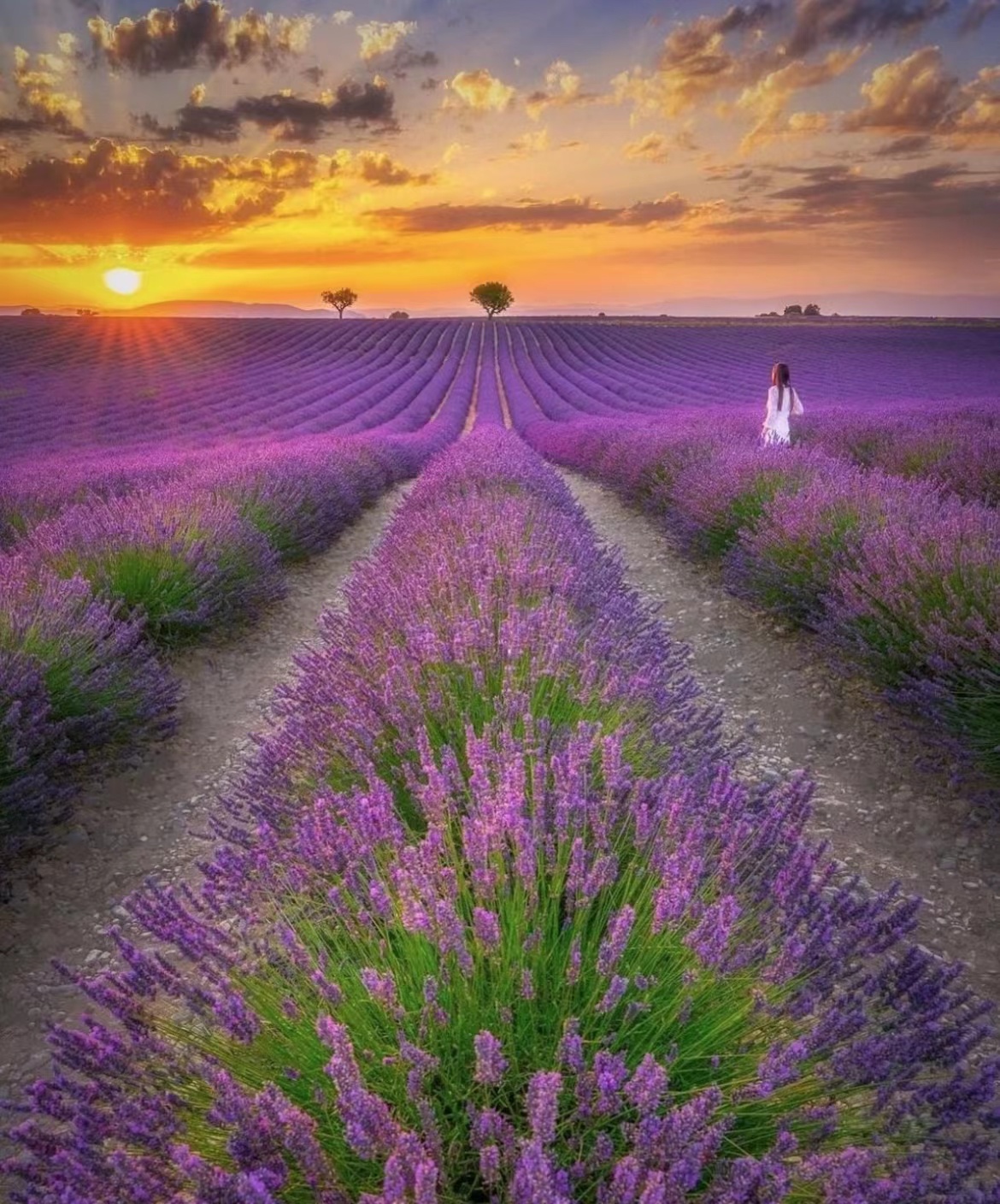 熏衣草图片大全大图,薰衣草图片唯美小清新