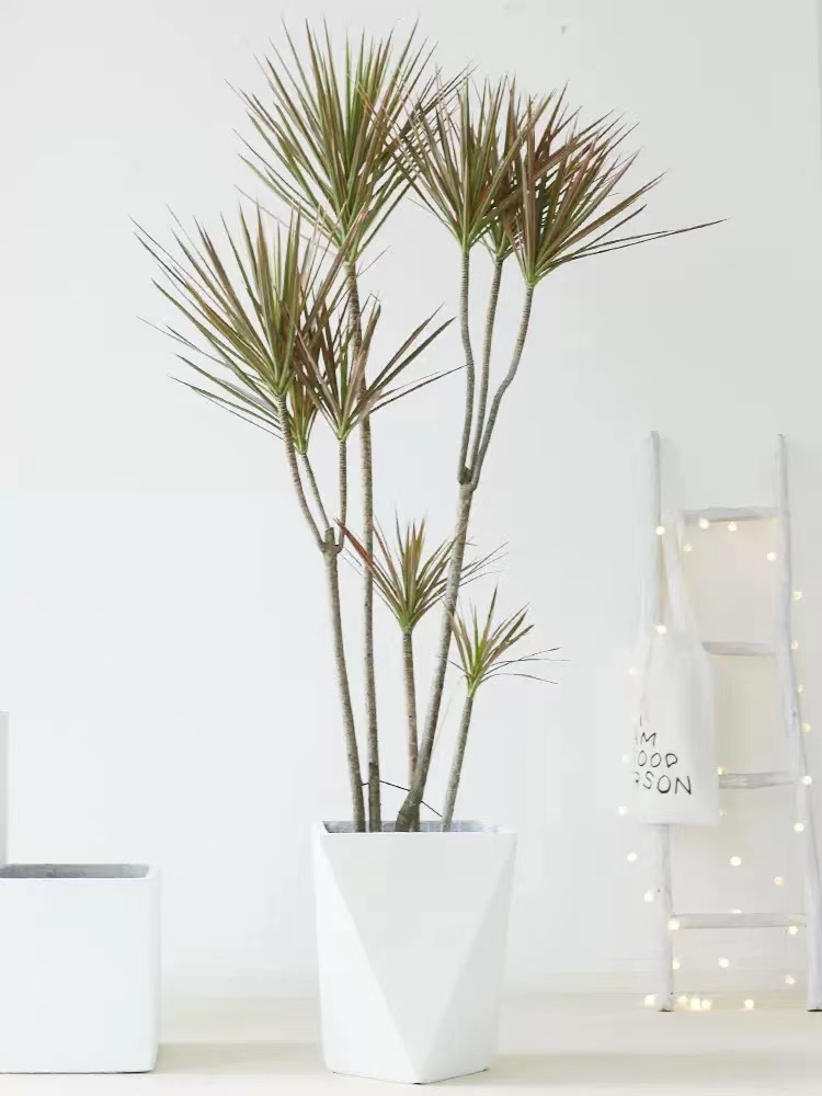 高端大气上档次的花盆图片,客厅最上档次绿植