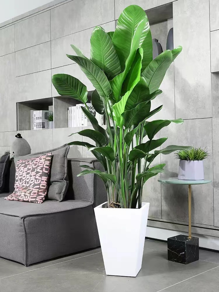 高端大气上档次的花盆图片,客厅最上档次绿植