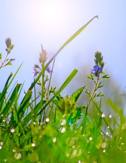 绿色叶子露珠唯美图片