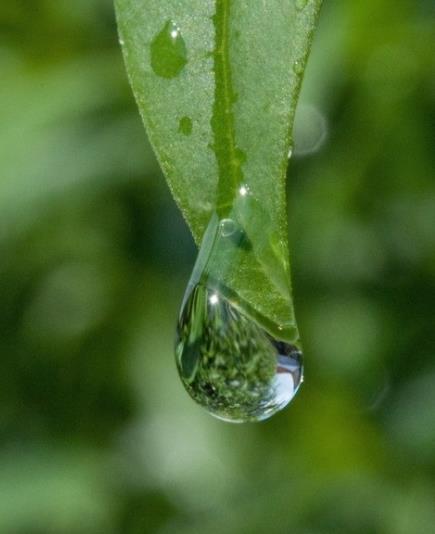 绿色叶子露珠唯美图片,清晨的露珠真实图片