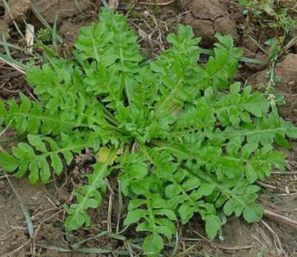 荠菜长什么样子图片，野生荠菜长什么样子