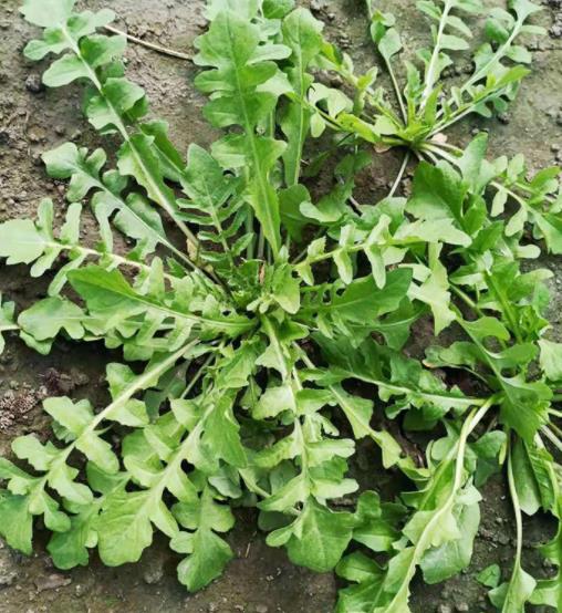 荠菜长什么样子图片(荠菜长什么样子图片 有毒)