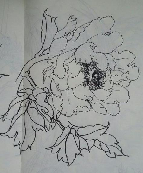 牡丹花图片大全