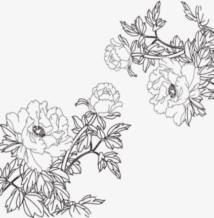 牡丹花图片大全大图,牡丹花手绘图