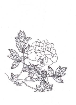 牡丹花图片大全大图,牡丹花手绘图