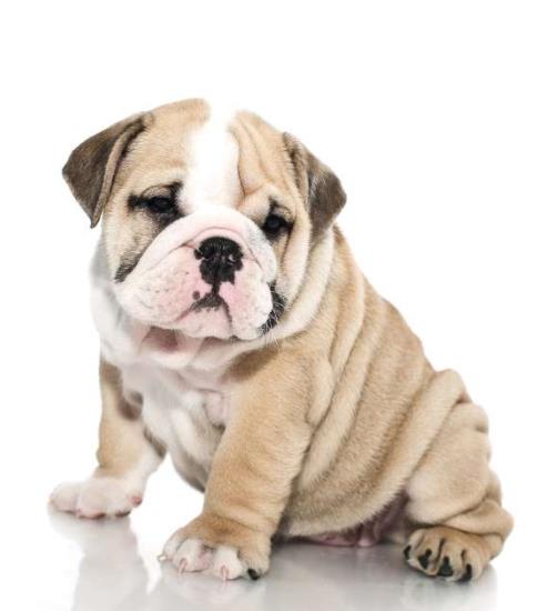 沙皮狗的图片大全大图