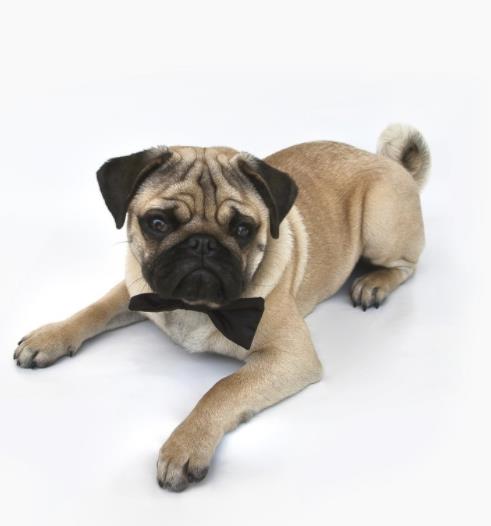 沙皮狗的图片大全大图