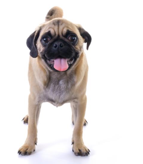 沙皮狗的图片大全大图