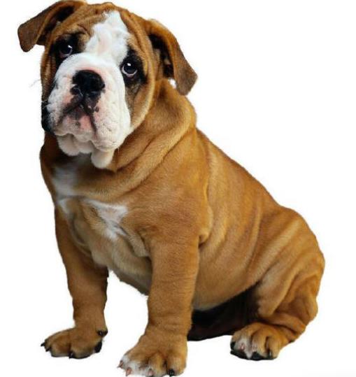 沙皮狗的图片大全大图