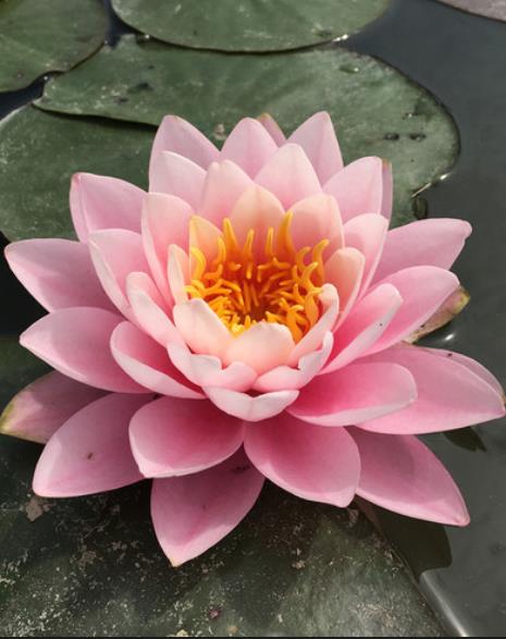 睡莲图片大全高清大图,睡莲花图片大全大图高清