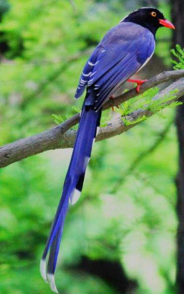 喜鹊图片大全大图00