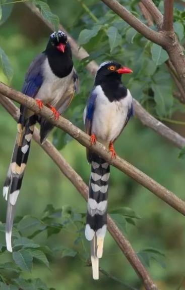 喜鹊图片大全大图00