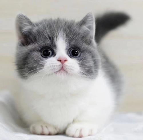 狗和猫哪个对人更有感情,和狗狗天天说话能听懂吗