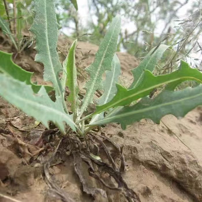 苦菜的图片,苦菜的种类图片