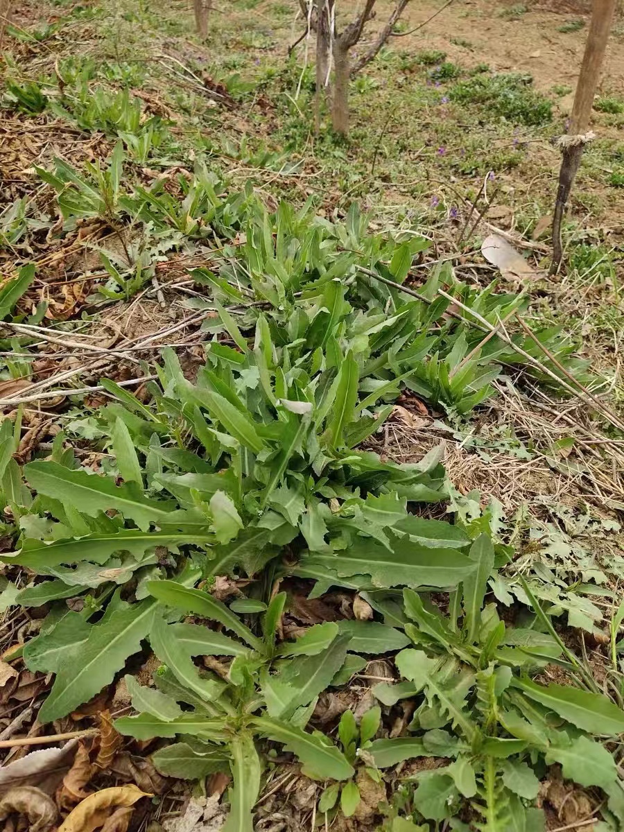 苦菜的图片,苦菜的种类图片