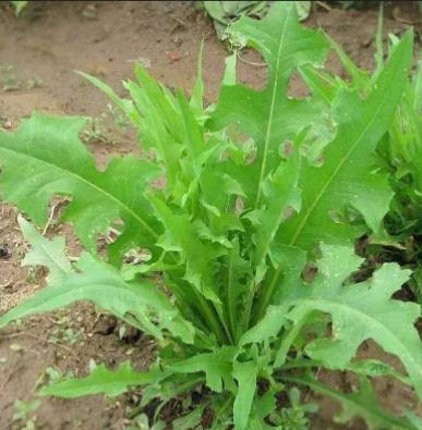 苦菜的图片,苦菜的种类图片