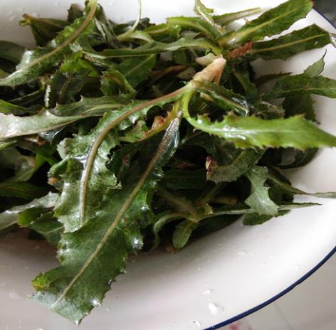 苦菜的图片,苦菜的种类图片