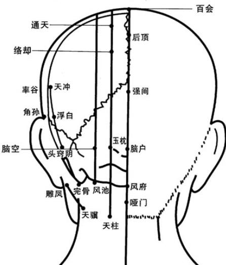 头部十二经络图解大图图片