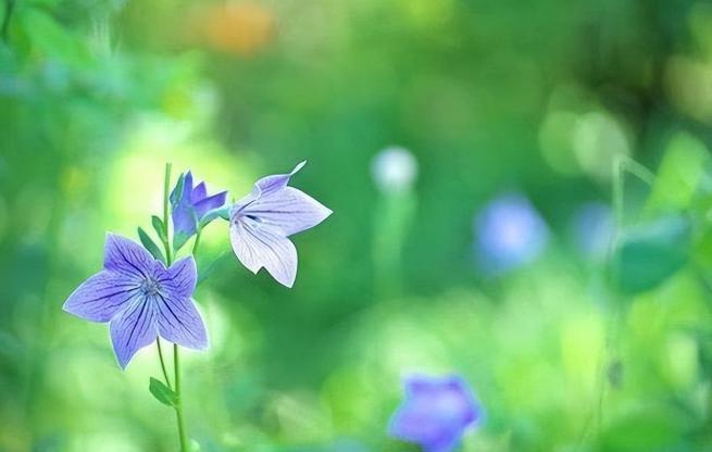 人生四喜所指是哪四喜,人生四悲是哪四悲