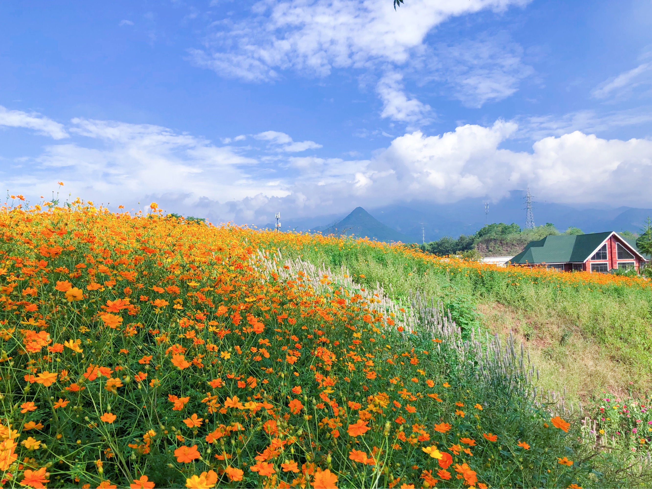 人间仙境花海图片,鸟语花香人间仙境图片