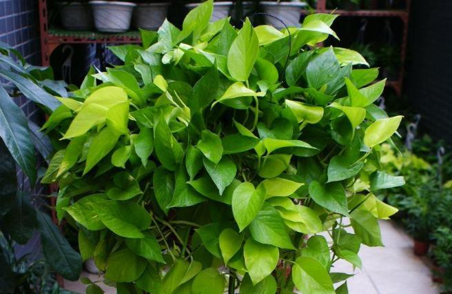 绿萝怎么养才能更旺盛,绿萝为什么不宜放客厅