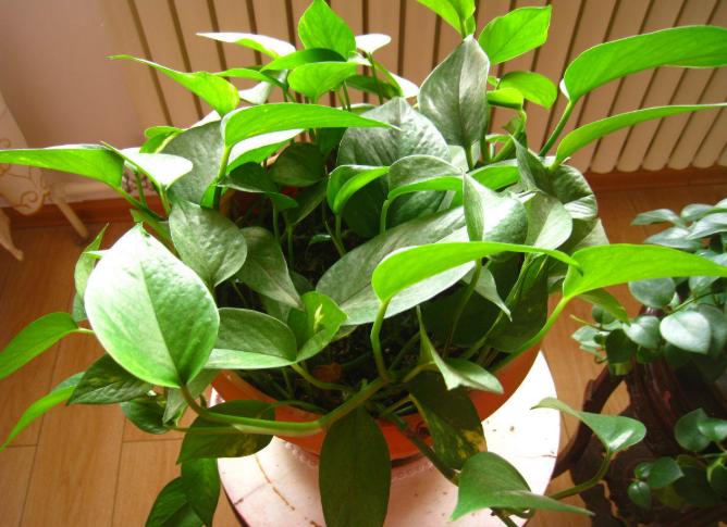 绿萝怎么养才能更旺盛,绿萝为什么不宜放客厅