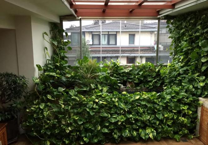 绿萝怎么养才能更旺盛,绿萝为什么不宜放客厅