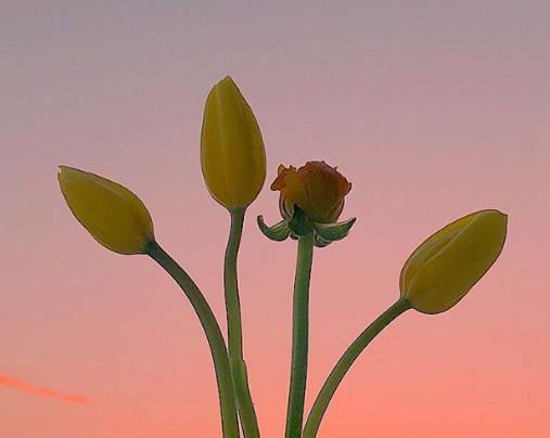 夫妻陪伴到老的感慨,夫妻相互陪伴到老的句子