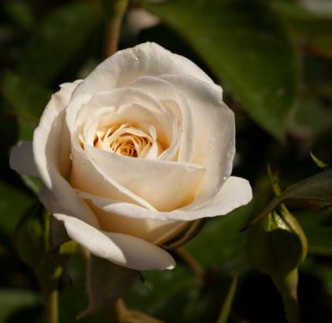 如何让中年婚姻更完美,中年女人怎么维持好自己的婚姻