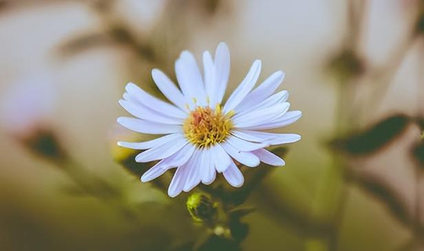 离婚不离家复婚的几率有多大,离婚几年复婚可能性大不大