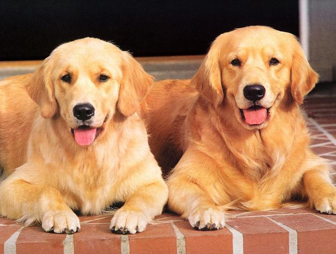 老年人适合养什么狗，70岁以上养什么狗最好