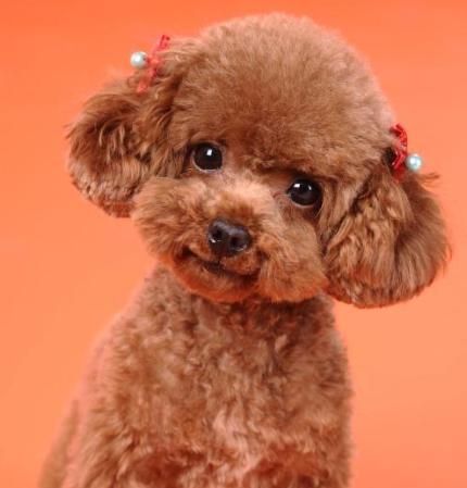 老年人适合养什么狗，70岁以上养什么狗最好